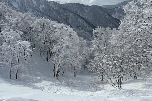 Snow on deciduous trees in Japan